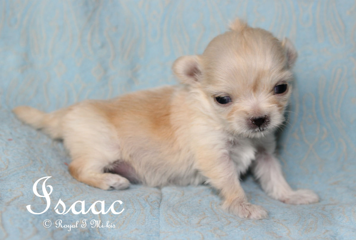 Isaac_teacup_Miki_Puppy_20181008_1c Royal T Mikis